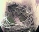Nestbau Nestbau