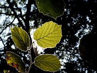 DieSonne 24  Die Sonne versteckt sich hinter einem Haselnussblatt.