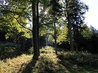 Landschaften 18  Waldstimmung am 4.10.2009 auf dem H&uuml;ndle bei Oberstaufen
