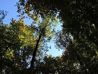 Landschaften 40  Himmelw&auml;rts geblickt am 10.10.2010 in den W&auml;ldern um Blaubeuren