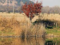 Landschaften 70  Spiegelbilder im Teich bei M&uuml;hlberg, Th&uuml;ringen am 02.11.2011