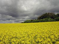 Landschaften 81  Dunkle Wolken und Rapsfeld bei Westerstetten am 20.05.2013