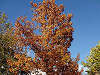 Landschaften 89  Herbststimmung am 17.10.2013