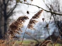 Landschaften 98  Schilf, 06.03.2014