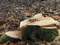 Objekte 140  Holzwirtschaft im Schlosswald von Schloss Taxis  in Dischingen am 04.03.2014