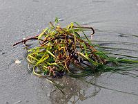 Objekte 174  Angeschwemmt, Union Lido, 12.08.2014
