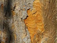 Objekte 40  Muster, Formen und Farben die nicht aus den H&auml;nden eines K&uuml;nstlers stammen sondern welche die Natur hervorbrachte. Kunsterwerk Natur am 01.10.2011 im Lonetal