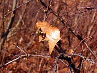 Objekte 44  Altes Blatt auf frischen Trieben, Geisligen,  12.04.2004