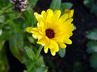 Pflanzen 02  Eine Ringelblume in unserem Garten.