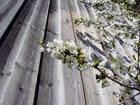 Pflanzen 05  Kirschbl&uuml;ten im Neidlinger Tal.