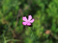 Pflanzen 100  Eine Land-Nelke - Dianthus caryophyllus - an den H&auml;ngen des Hungerbrunnentals am 05.09.2010.