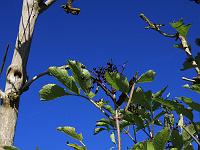 Pflanzen 105  Die letzten Holunderbeeren des Jahres h&auml;ngen noch am Baum, 03.10.2010.