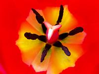 Pflanzen 11  Tulpe inside.