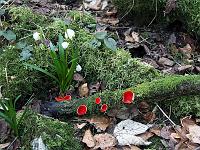 Pflanzen 110  Zinnoberrote Kelchbecherlinge und M&auml;rzenb&auml;cher im Wolfstal auf der Schw&auml;bischen Alb am 23.03.2010.