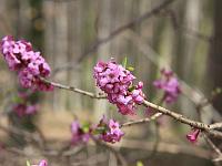 Pflanzen 112  Seidelbast - Daphne - Fr&uuml;hlingsboten in Lonsee am 02.04.2010.