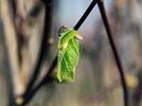 Pflanzen 114  Frisches Gr&uuml;n im Fr&uuml;hling 2010, die B&auml;ume schlagen aus, 25.04.2010.