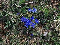 Pflanzen 115  Fr&uuml;hlings-Enzian - Gentiana verna - im Eselbsurger Tal am 25.04.2010.