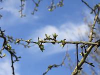 Pflanzen 116  Der Winter ist vergangen und die Natur erwacht, 25.04.2010.