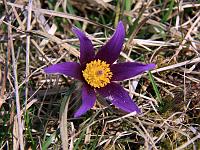 Pflanzen 119  Wilde K&uuml;chenschellen (Pulsatilla) am 03.04.2011 in Lonsee.