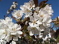 Pflanzen 12  Kirschbl&uuml;ten im Neidlinger Tal.