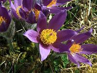 Pflanzen 120  Wilde K&uuml;chenschellen (Pulsatilla) am 03.04.2011 in Lonsee.