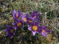 Pflanzen 121  Wilde K&uuml;chenschellen (Pulsatilla) am 03.04.2011 in Lonsee.