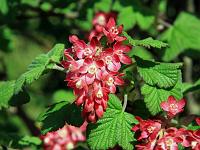 Pflanzen 122  Blut-Johannisbeere (Ribes sanguineum) am 10.04.2011 in Lonsee. : AllgauerBerghof, Urlaub