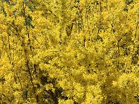 Pflanzen 123  Forsythien (Forsythia) am 10.04.2011 vor unserem Haus. : AllgauerBerghof, Urlaub