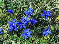 Pflanzen 125  Fr&uuml;hlings-Enzian (Gentiana verna) am 10.04.2010 im Eselsburger-Tal bei Herbrechtingen. : AllgauerBerghof, Urlaub