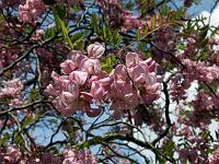 Pflanzen 131  Was das genau ist weiss ich nicht mehr aber ist trotzdem sch&ouml;n. gefunden im Botanischen garten Ulm am 22.05.2011.