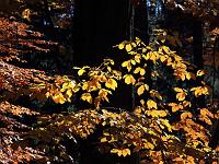 Pflanzen 133  Goldene Farben im Buchenwald am 31.10.2011 in Th&uuml;ringen.