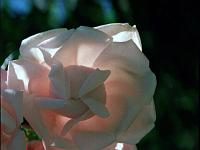 Pflanzen 135  Rosenbl&uuml;te auf der Insel Mainau, 2000.