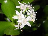 Pflanzen 137  Bl&uuml;te eines Geldbaumes (Crassula ovata) am 19.12.2003.