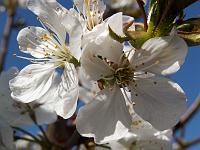 Pflanzen 14  Kirschbl&uuml;ten im Neidlinger Tal.