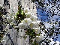 Pflanzen 142  Kirschbl&uuml;ten in Geislingen an der Staige, 17.04.2005