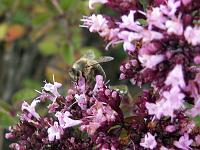 Pflanzen 151  Biene auf Buddleja,04.08.2008.