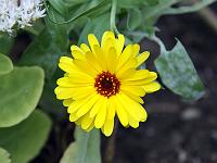 Pflanzen 161  Ringelblume (calendula officinalis) in unserem Garten am 19.09.2009.