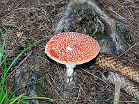 Pflanzen 164  Fliegenpilz,04.10.2009.