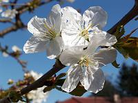 Pflanzen 17  Kirschbl&uuml;ten im Neidlinger Tal.