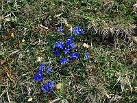 Pflanzen 172  Fr&uuml;hlings-Enzian (Gentiana verna) am 25.04.2010 im Eselsburger-Tal bei Herbrechtingen.