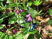 Pflanzen 173  Fr&uuml;hlingsplatterbse (Lathyrus vernus ) im Neidliger Tal am 09.05.2010. : Blumen, Pflanzen