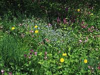 Pflanzen 174  Blumenwiese im Neidlinger Tal am 09.05.2010. : Blumen, Pflanzen