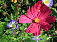 Pflanzen 178  Schmuckk&ouml;rbchen (Cosmos bipinnatus), 05.09.2010.