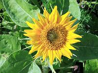 Pflanzen 179  Sonnenblume, 06.09.2010.