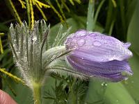 Pflanzen 18  K&uuml;chenschelle (Pulsatilla).