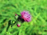 Pflanzen 180  Kratzdisteln (Cirsium), 05.09.2010.