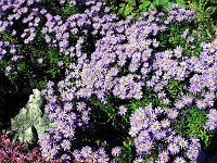 Pflanzen 181  Ageratum-Aster (Staudenaster) in unserem Garten, 03.10.2010.