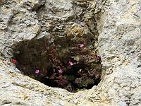 Pflanzen 184  Ruprechtskraut (Geranium robertianum) in einer Steinniesche im Wental am 01.11.2010.