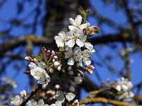 Pflanzen 188  Kirschbl&uuml;te an Ostern, 10.04.2011.