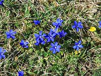 Pflanzen 189  Fr&uuml;hlings-Enzian (Gentiana verna) am 10.04.2011 bei Lonsee.